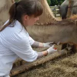 Clinica - clinica veterinara - BIMCO - cartier Pușkin Pușkin