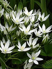 Ornithogalum (Ornithogalum)