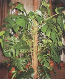 Támogatás monstera 1