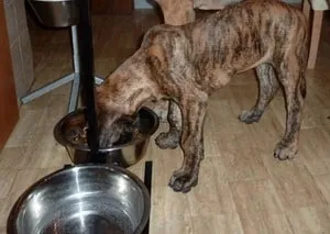 Leírás kutyák Alano (spanyol Bulldog) áttekinti a tulajdonosok és fotók