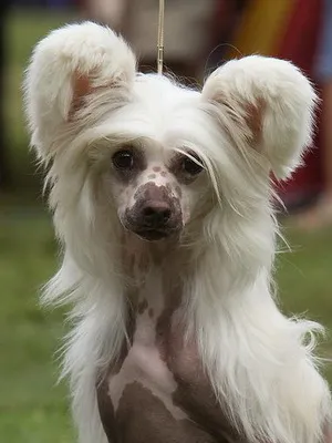 Descriere chinez câine Crested fotografie, îngrijire, întreținere și istoria rasei chinez Crested