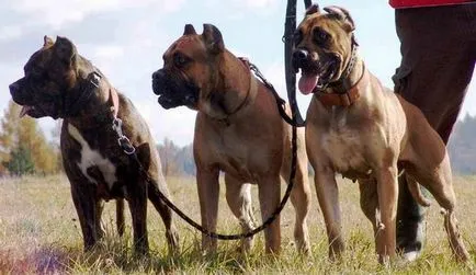 Descriere câini rasa Alano (spaniolă Bulldog) recenzii, proprietarii și fotografii
