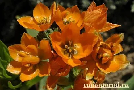 floare Ornithogalum