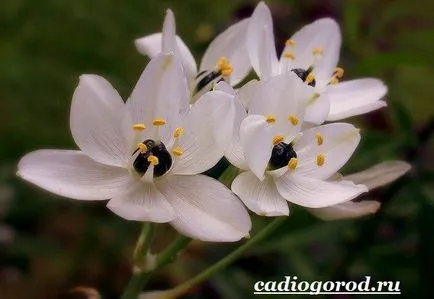 Ornithogalum virág