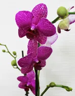 Orchid phalaenopsis - Orchidaceae phalaenopsis