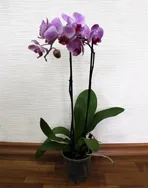 Orchid phalaenopsis - Orchidaceae phalaenopsis