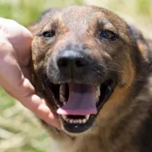 Adjon kiskutya vagy kutya jó kezekben van ingyen