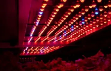 Plante de iluminat în modul special cu efect de seră, mâinile, lampă, lămpi, cu LED-uri,