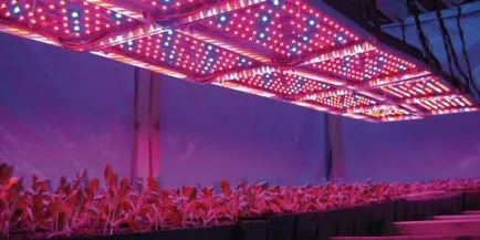 Plante de iluminat în modul special cu efect de seră, mâinile, lampă, lămpi, cu LED-uri,