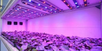 Осветителни растения, по-специално на режима на парникови, ръцете, лампа, лампи, LED,