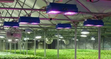 Plante de iluminat în modul special cu efect de seră, mâinile, lampă, lămpi, cu LED-uri,