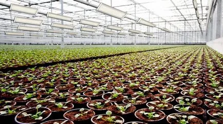 Plante de iluminat în modul special cu efect de seră, mâinile, lampă, lămpi, cu LED-uri,