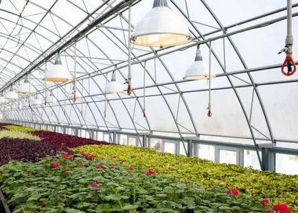 Világítás növények az üvegházban bizonyos mód a kéz, lámpa, lámpák, LED,