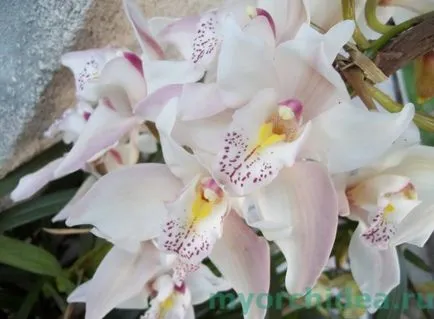Cymbidium îngrijire orhidee în condiții de acasă imagine, tipuri