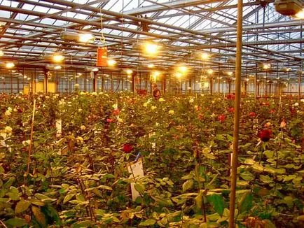 Plante de iluminat în modul special cu efect de seră, mâinile, lampă, lămpi, cu LED-uri,