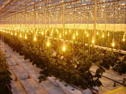 Plante de iluminat în modul special cu efect de seră, mâinile, lampă, lămpi, cu LED-uri,