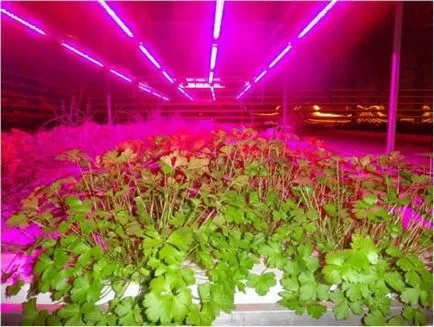 Plante de iluminat în modul special cu efect de seră, mâinile, lampă, lămpi, cu LED-uri,