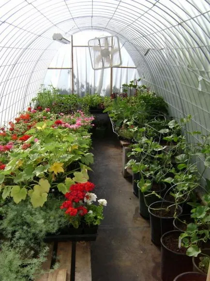 Világítás növények az üvegházban bizonyos mód a kéz, lámpa, lámpák, LED,