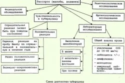 туберкулоза патогенеза