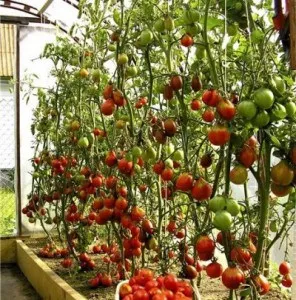 pasynkovanie домати в оранжерия, и защо е необходим