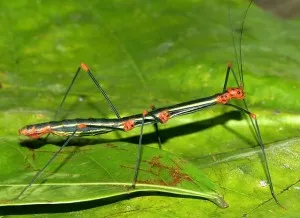 Conținutul Palochniki- de insecte băț, stick de insecte pentru a cumpăra de la Moscova