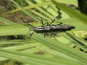 Conținutul Palochniki- de insecte băț, stick de insecte pentru a cumpăra de la Moscova