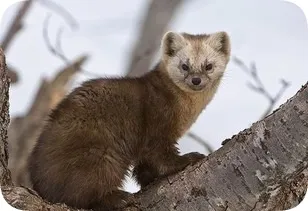 Vânătoare pentru Sable momeală