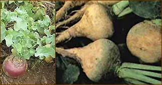Legume rădăcină de familie legume varza