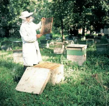 Пчеларство - това