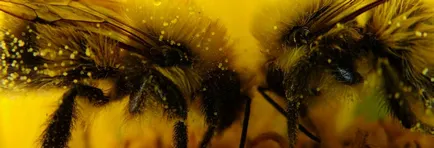 Пчелна отрова - полезни свойства