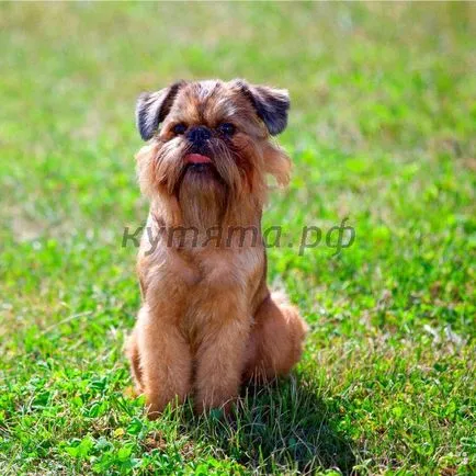 Vélemények a fajta Brüsszel Griffon