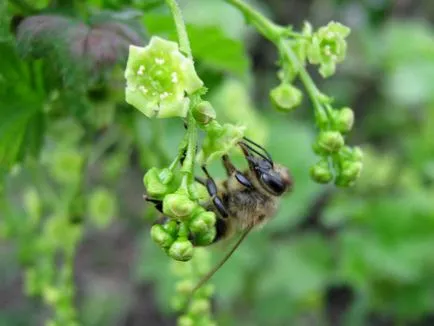 Személyes honlap - mi méz növények