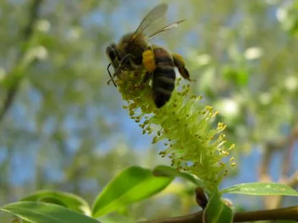 Личен сайт - нашите мед растения