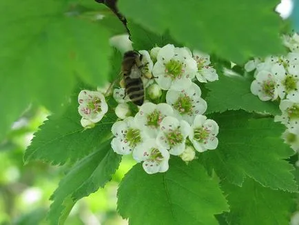 Személyes honlap - mi méz növények