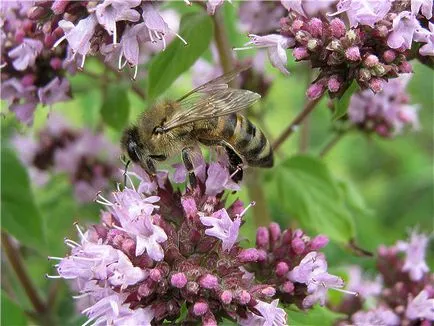 Личен сайт - нашите мед растения