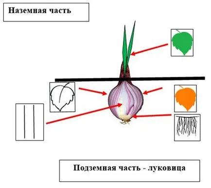 Proiectul pedagogic „ca o prieteni arpagic în căutarea“