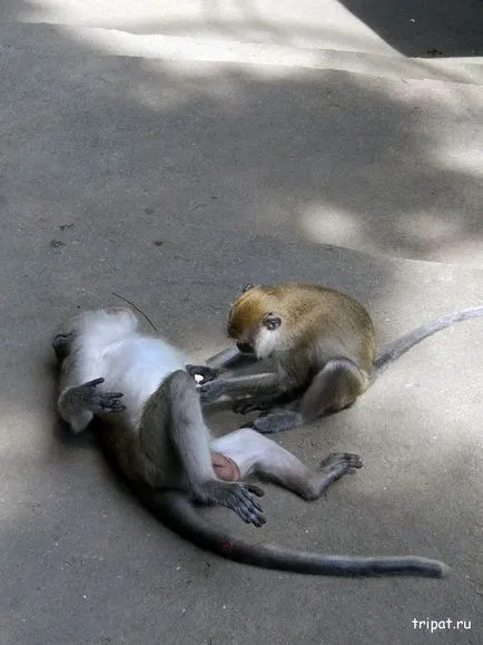 Kuala Lumpur, fotografii Batu Caves, direcții, ce să vezi