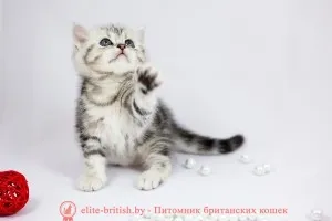 Tenyészet brit macska Minszk - elit brit