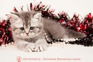 Tenyészet brit macska Minszk - elit brit
