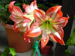 Защо не Amaryllis цъфтеж у дома