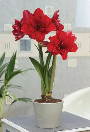 Защо не Amaryllis цъфтеж у дома