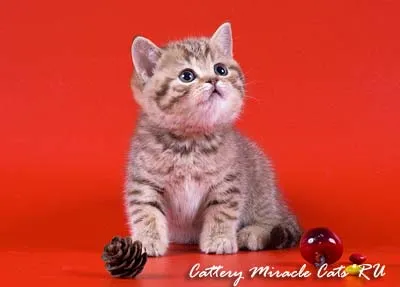 Crescatoria British shorthair pisici pisici miracol, publicații, Cheshire zâmbet britanic