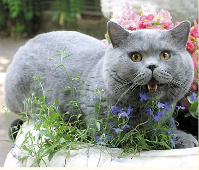 Развъдник Британска късокосместа котки чудотворни котки, публикации, Cheshire усмихват британския