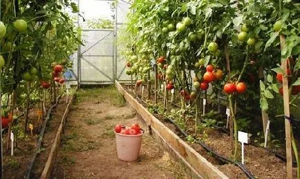 Rodirea de tomate într-o seră cu udare fertilizare in perioada, deoarece creșterea