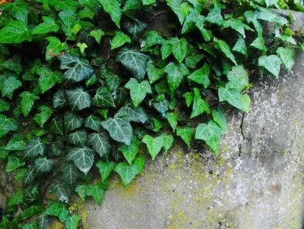 Ivy plantare de grădină și de îngrijire, fotografie