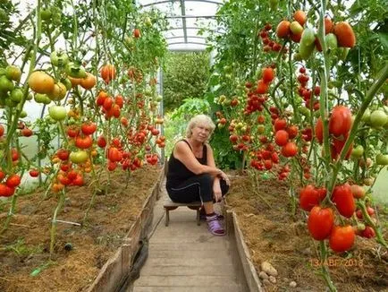 Плодните на домати в оранжерия с поливане торене през периода, като увеличението