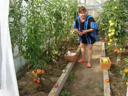 Плодните на домати в оранжерия с поливане торене през периода, като увеличението