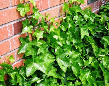 Ivy plantare de grădină și de îngrijire, fotografie