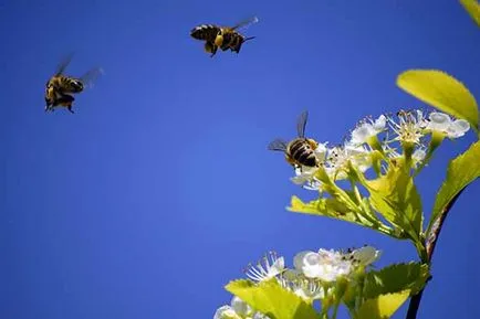 Miért táncoló méh