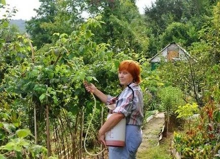 Miért málna szárad bogyókkal és mit kell csinálni